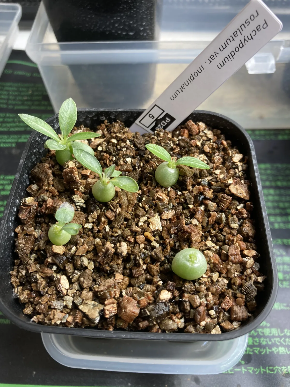 Pachypodium rosulatum var. inopinatum (パキポディウム イノピナツム)