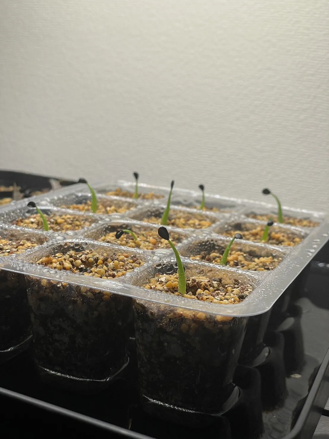 Agave utahensis var. eborispina (アガベ エボリスピナ)