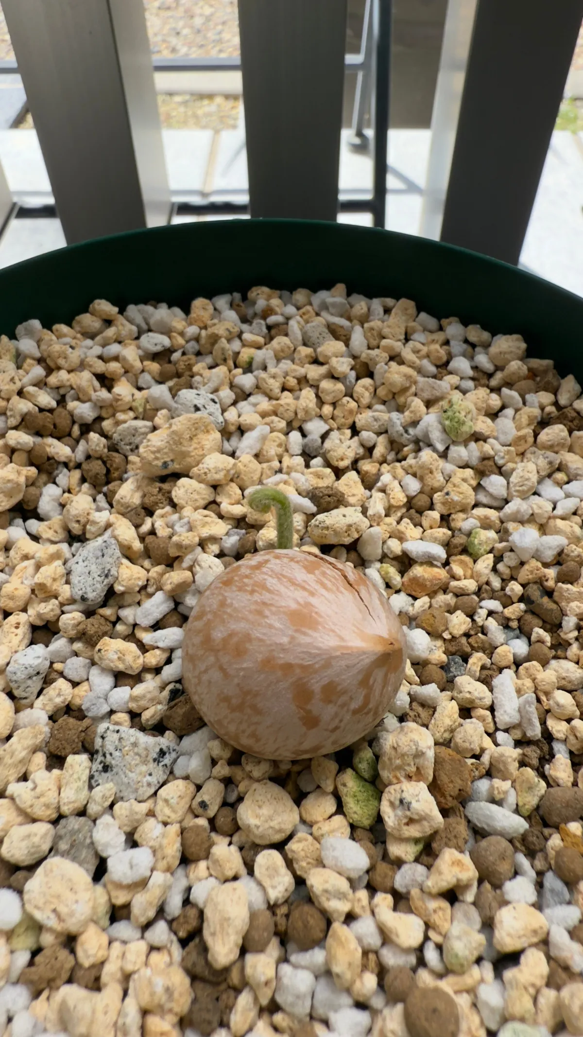 Cycas cairnsiana (サイカス カイルンシアナ)