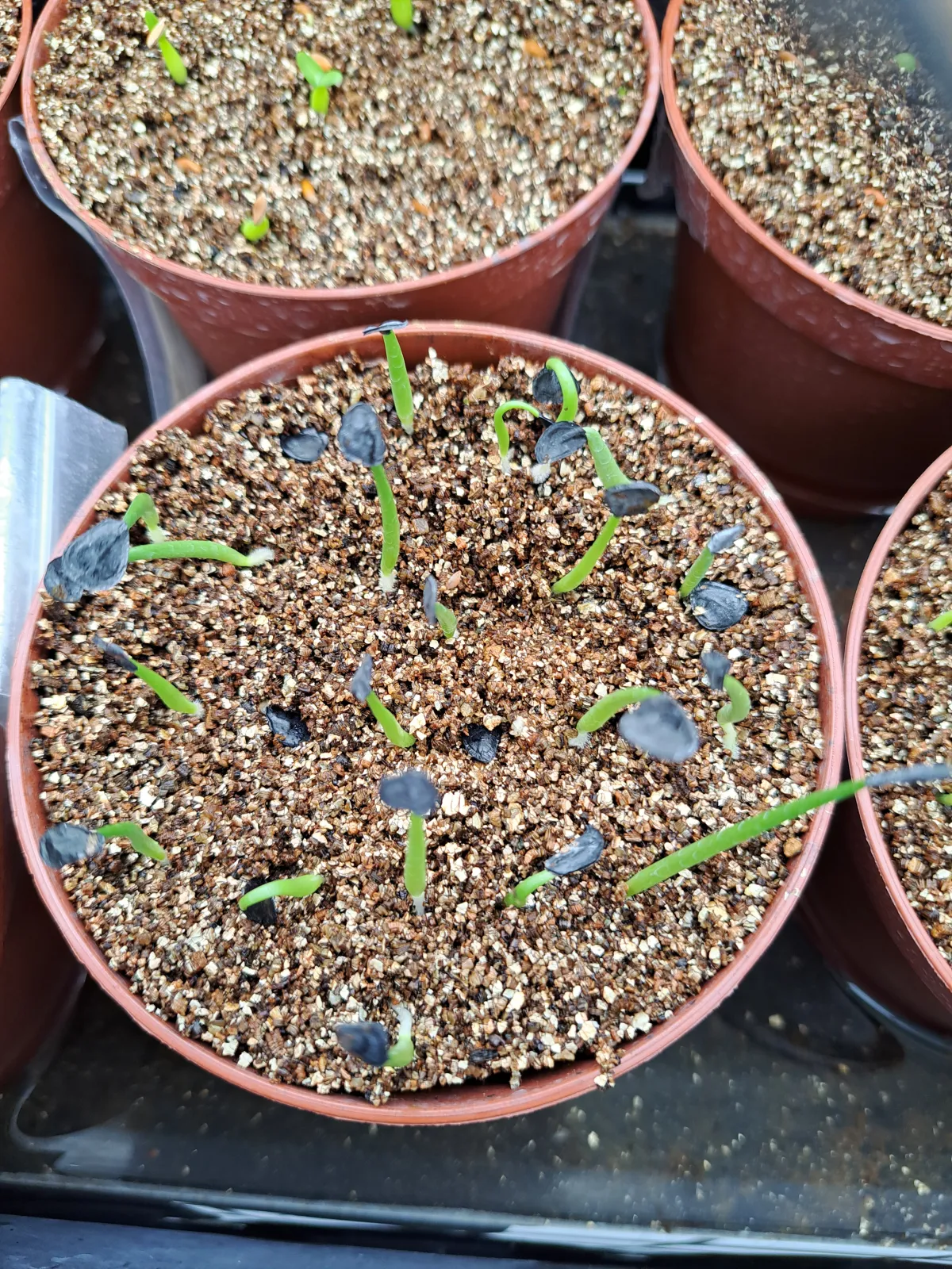 Agave montana (アガベ モンタナ)