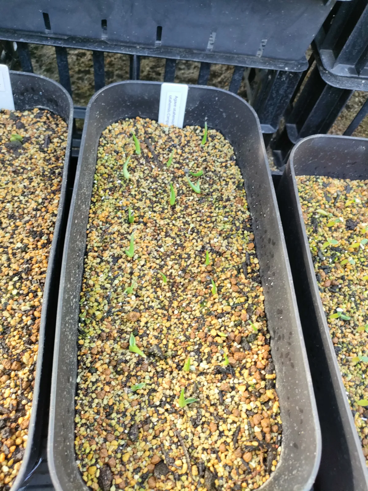 Agave utahensis ssp. utahensis 'Compacta' (アガベ ユタエンシスコンパクタ)