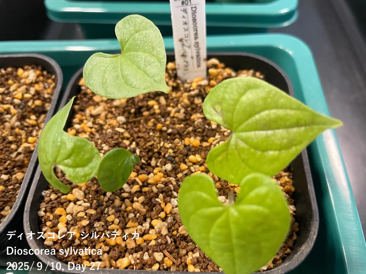 Dioscorea sylvatica (ディオスコレア シルバティカ)