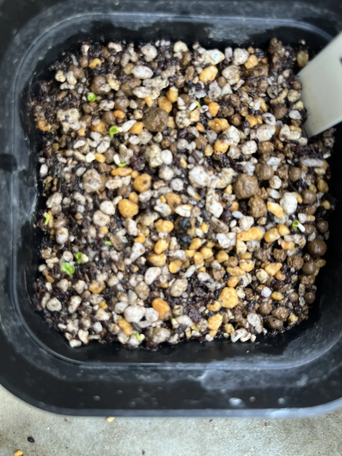 Philodendron selloum (フィロデンドロン セロウム)