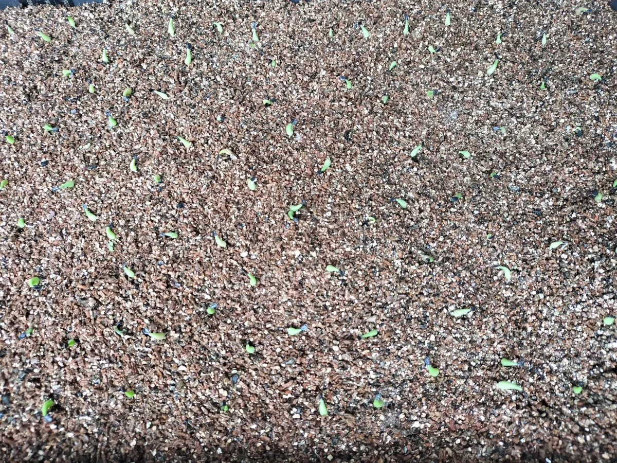 Agave oteroi (アガベ オテロイ)