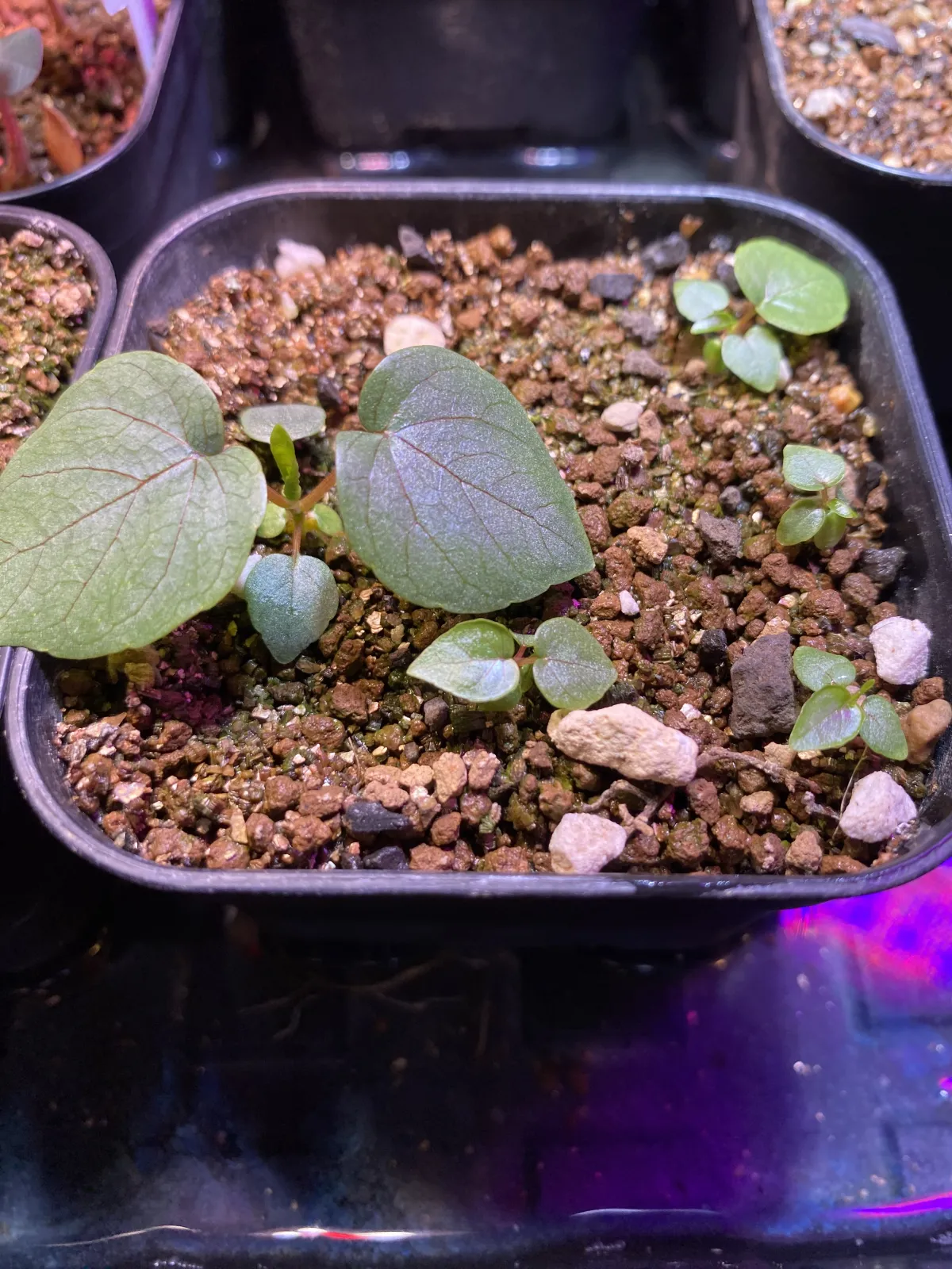 Ficus petiolaris (フィカス ペティオラリス)