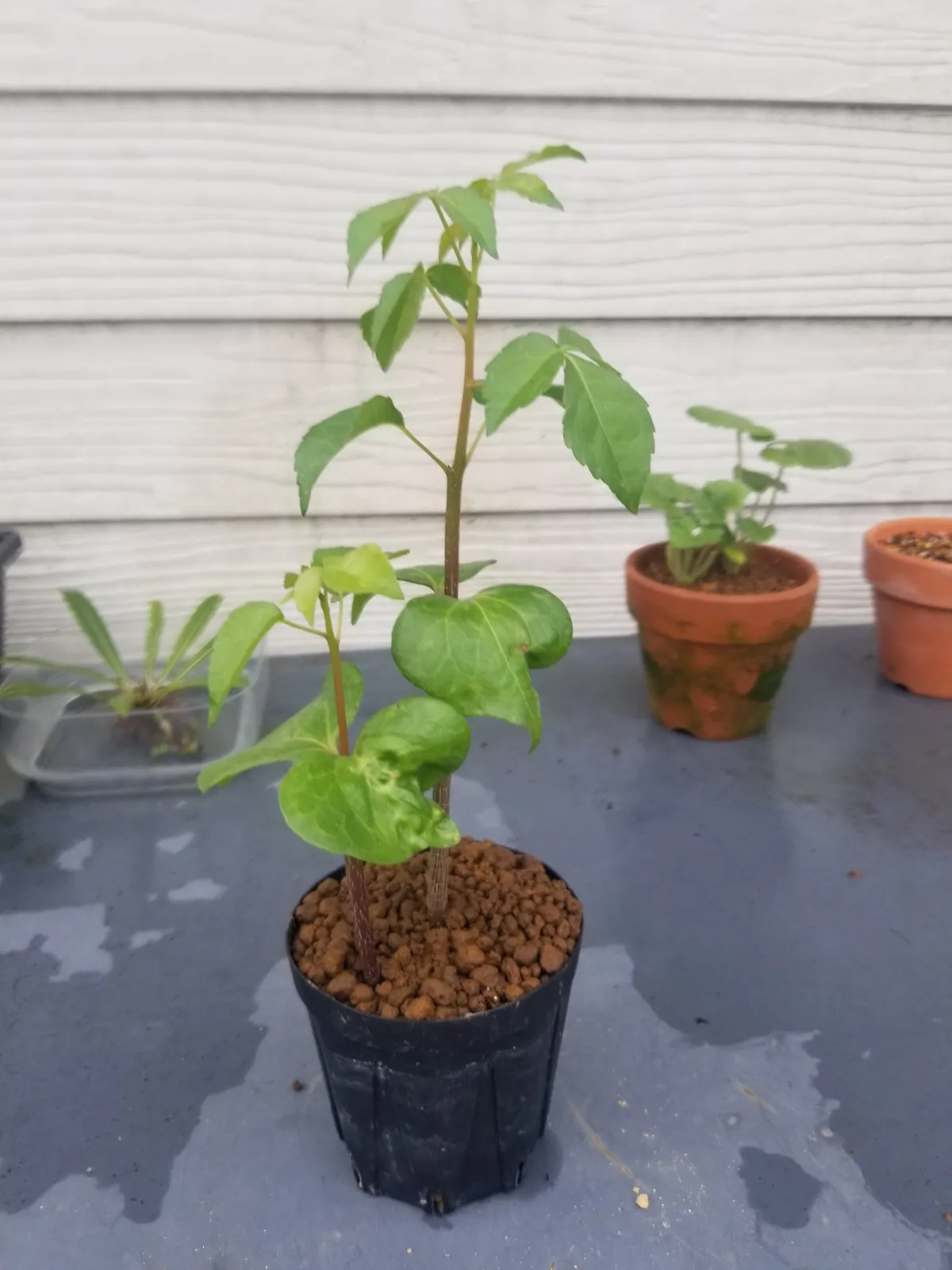 Commiphora mildbraedii (コミフォラ ミルドブラエディ ブラックバーク)