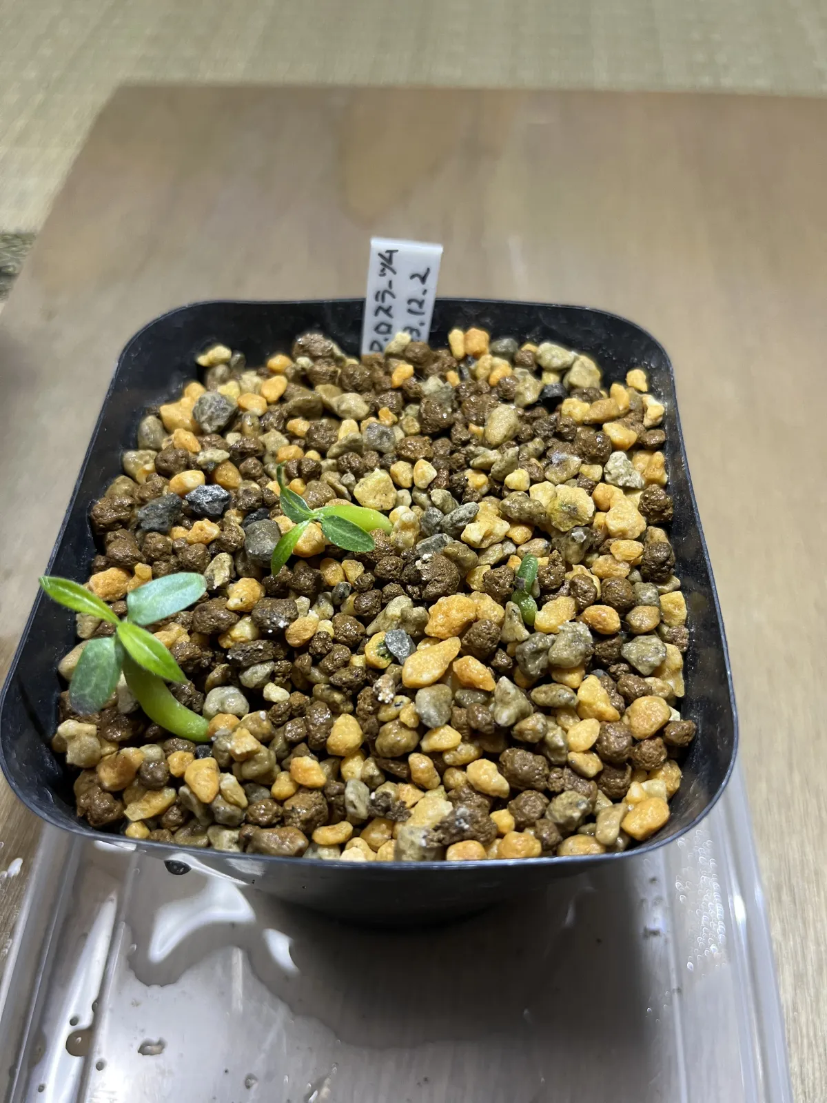 Pachypodium rosulatum ssp. rosulatum (パキポディウム ロスラーツム)