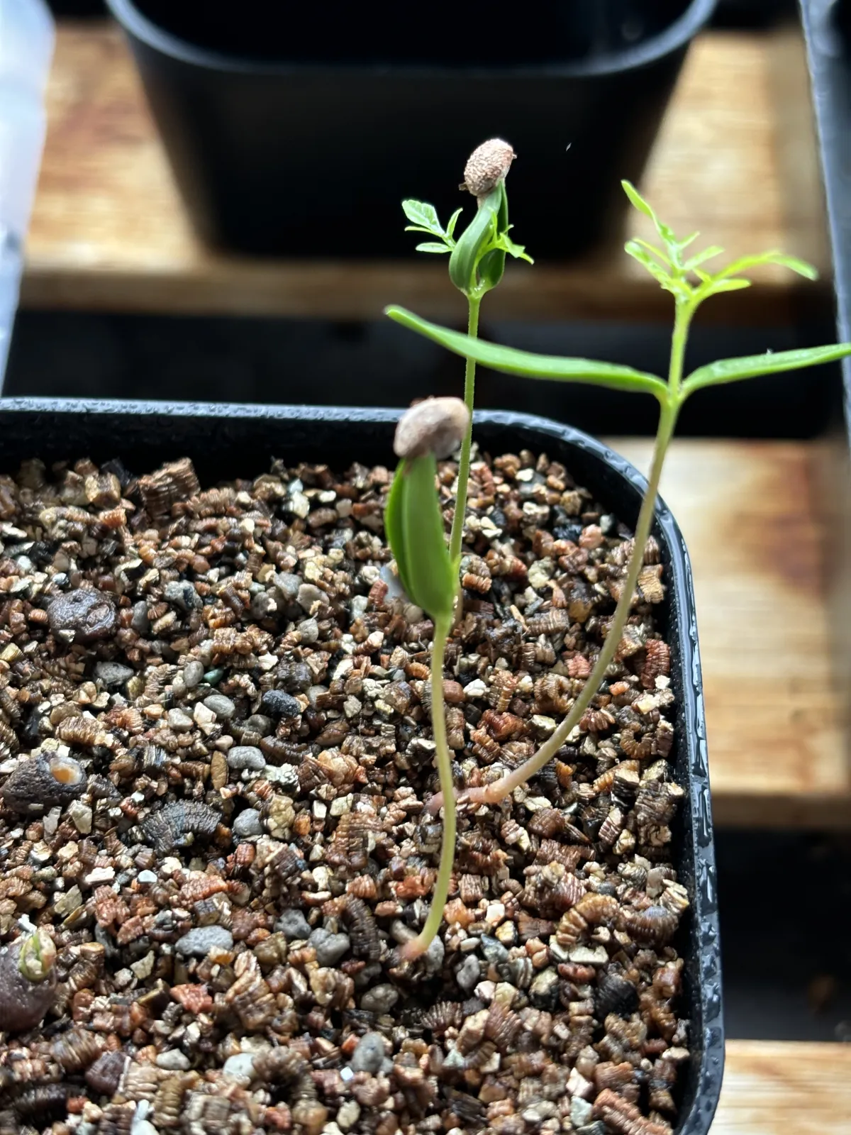 Operculicarya pachypus (オペルクリカリア パキプス)