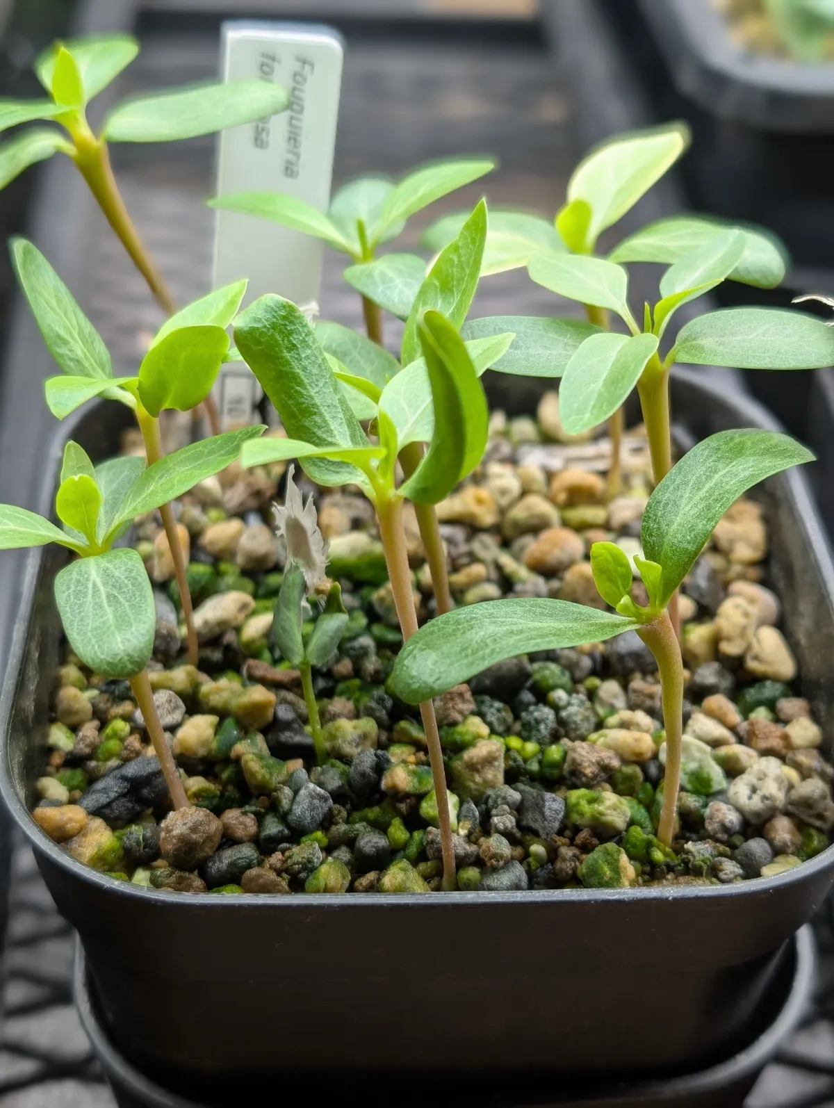 Fouquieria formosa (フォークイエリア フォルモサ)