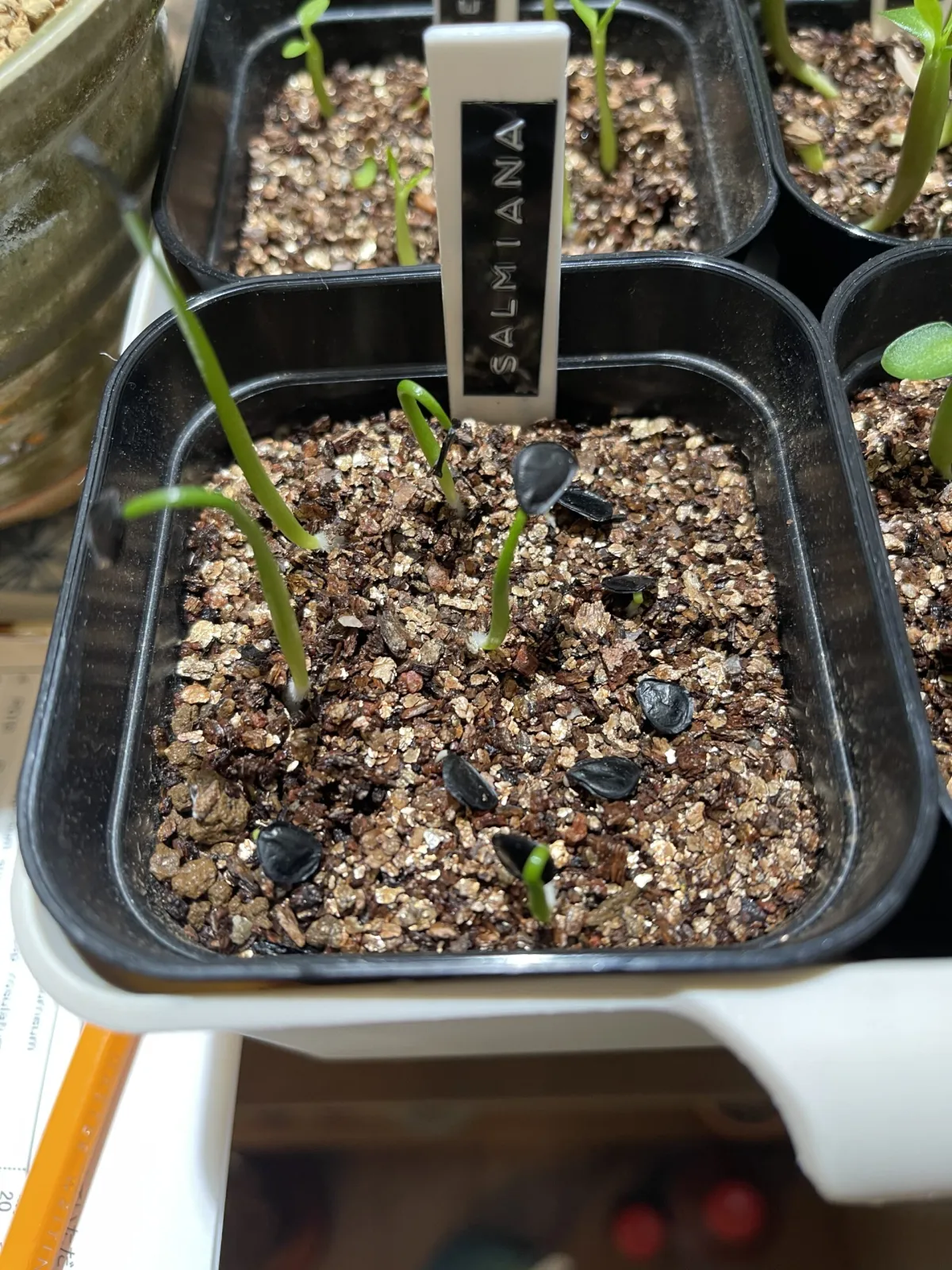 Agave salmiana subsp. salmiana (アガベ サルミアナ)