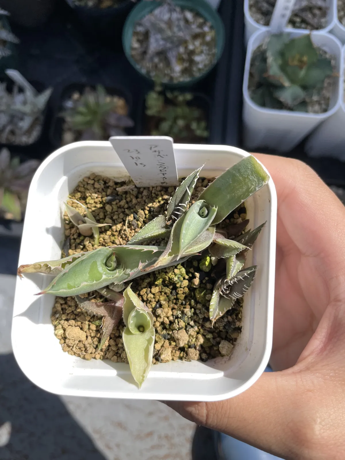 Agave macroacantha (アガベ マクロアカンサ 八荒殿)