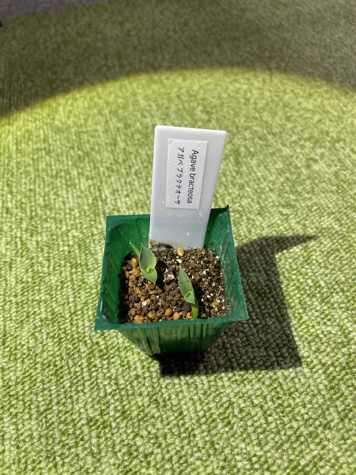 Agave bracteosa (アガベ ブラクテオーサ)