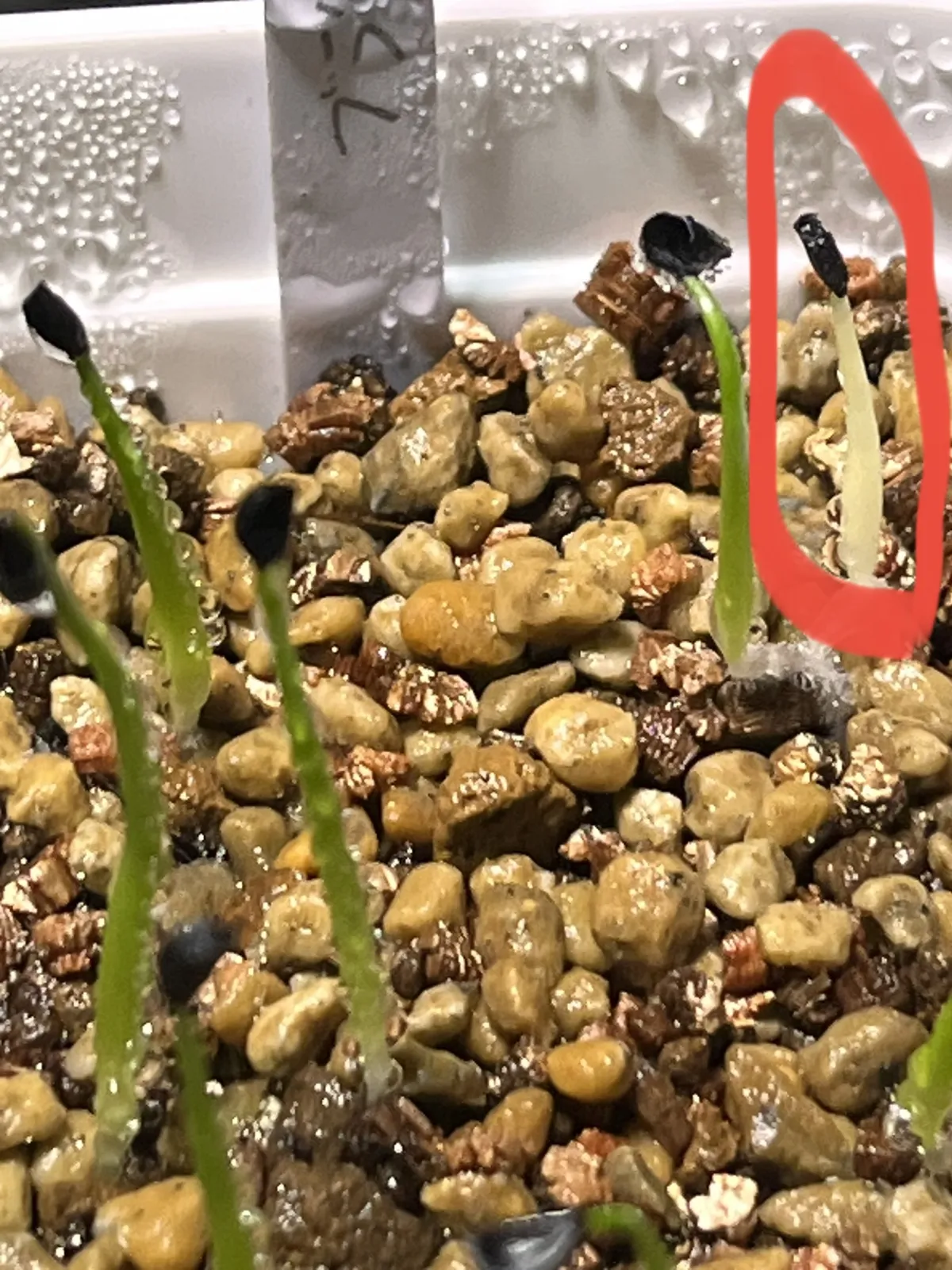 Agave bracteosa (アガベ ブラクテオーサ)