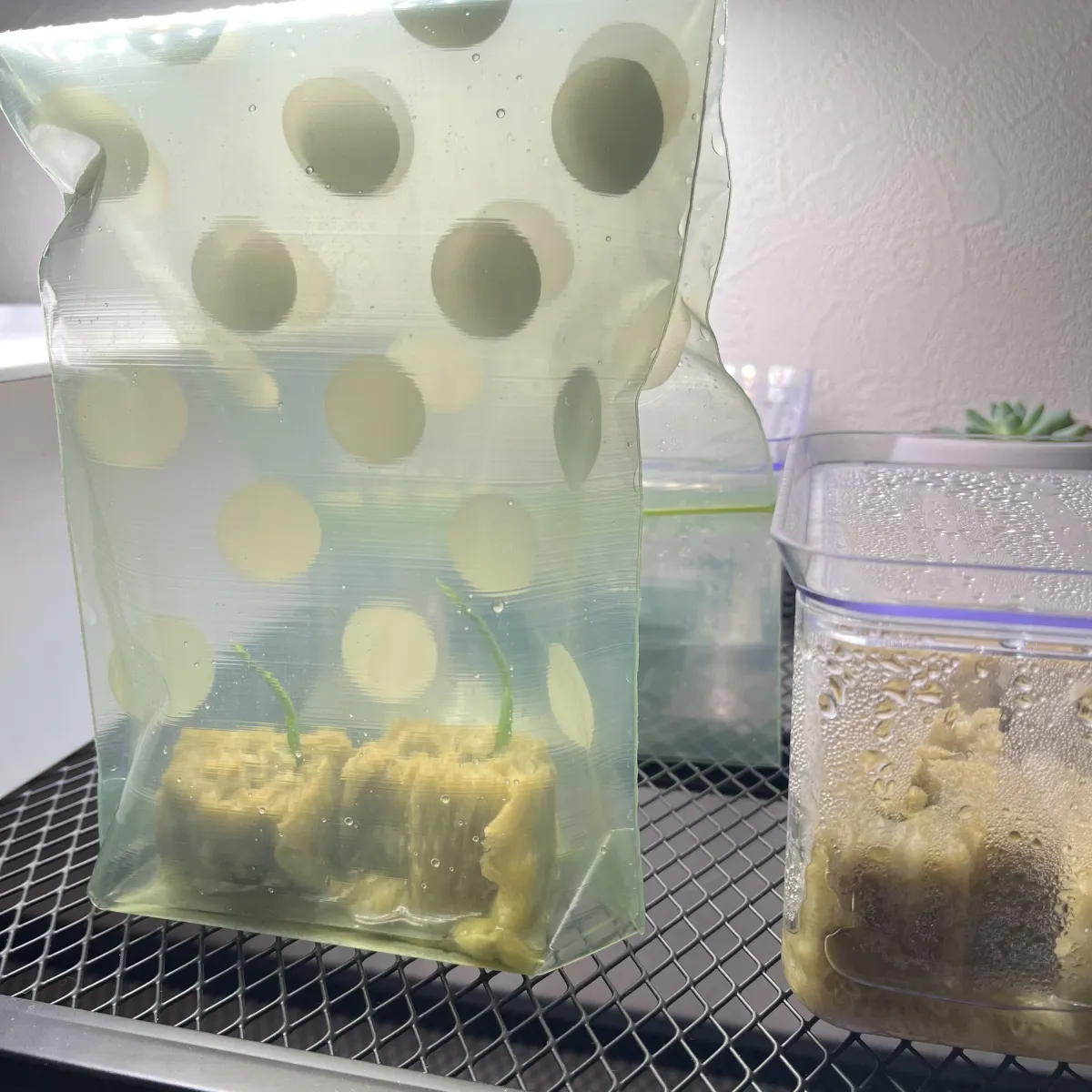 Monstera deliciosa Tauerii (モンステラ タウエリー)