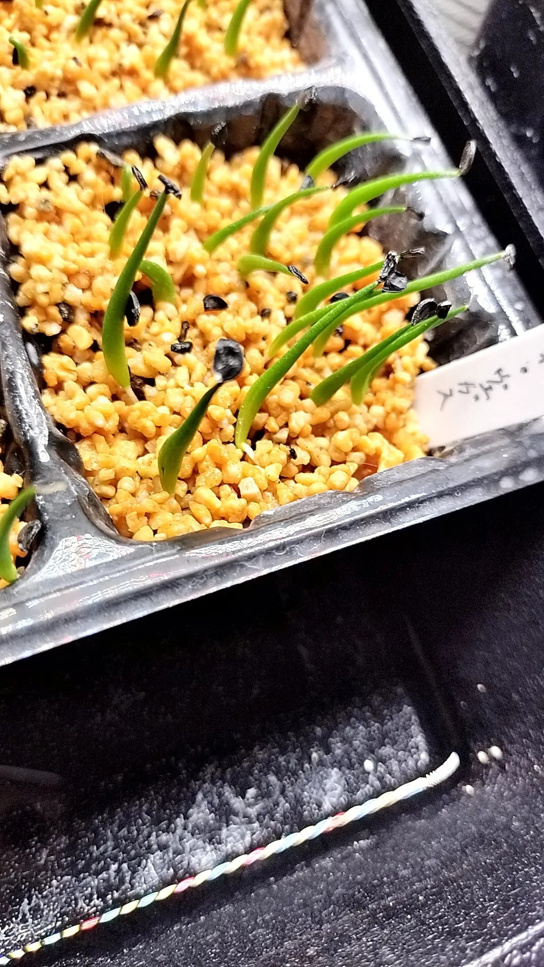  アガベ エボリスピナ ヴェガス 2023 Agave utahensis var. eborispina 'Vegas' Lot.2023