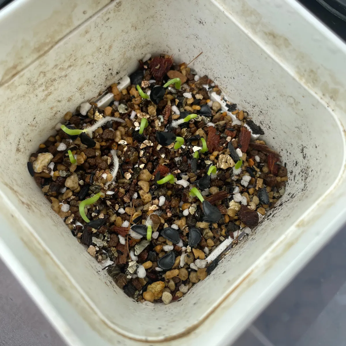 Agave parryi ssp. neomexicana 'Sierra Blanca' (アガベ ネオメキシカーナ シエラブランカ)