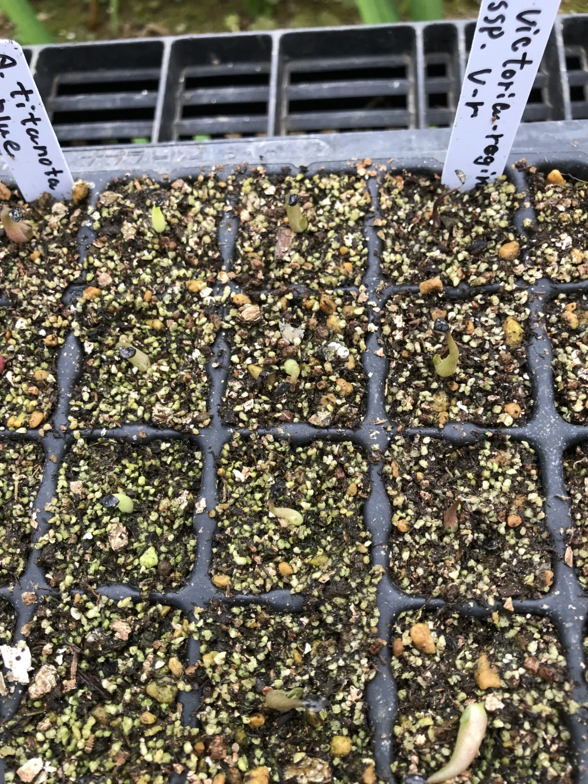 Agave victoriae-reginae (アガベ ビクトリアレジーナエ 笹の雪)