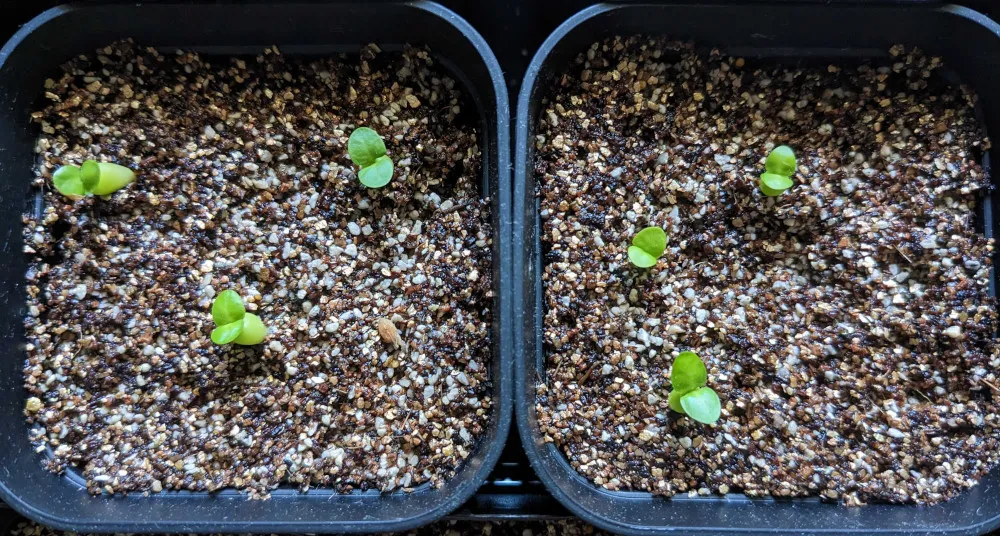 Pachypodium succulentum (パキポディウム サキュレンタム 天馬空)