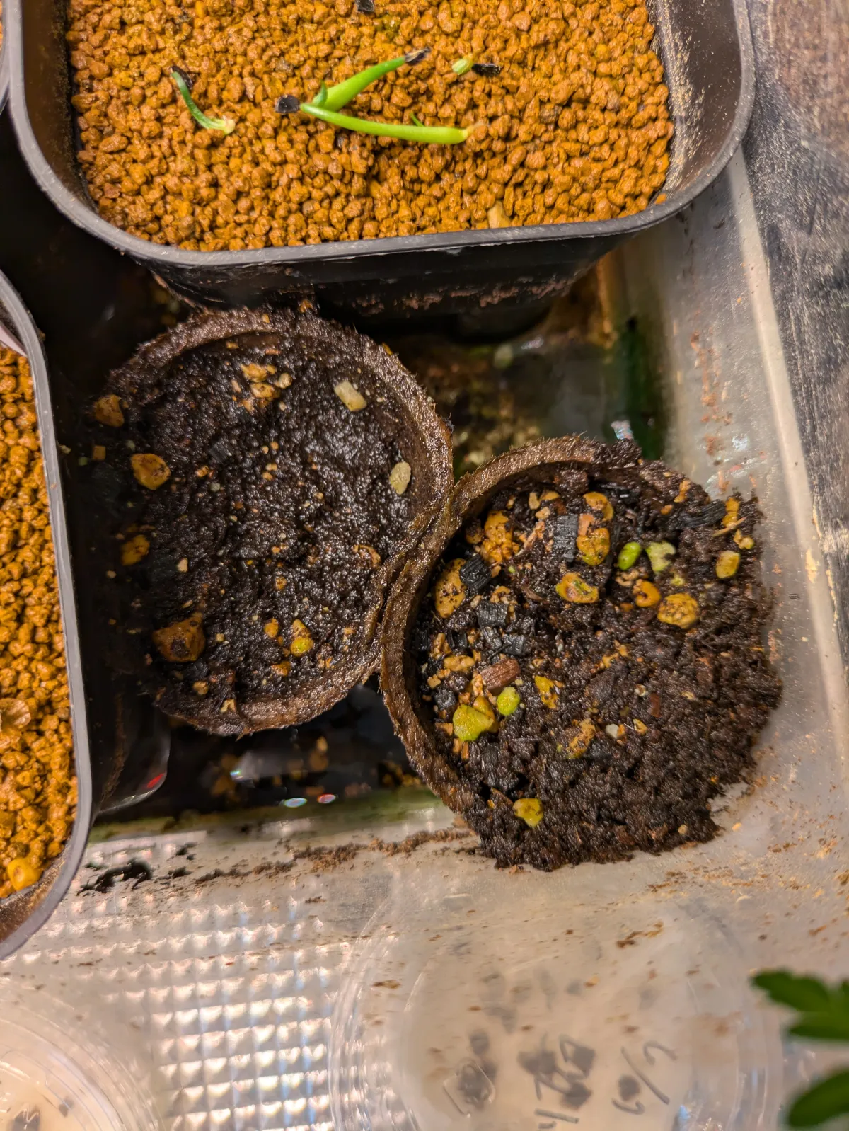 [無料種子/発芽難ロット] ウェルウィッチア ミラビリス 奇想天外 Welwitschia mirabilis