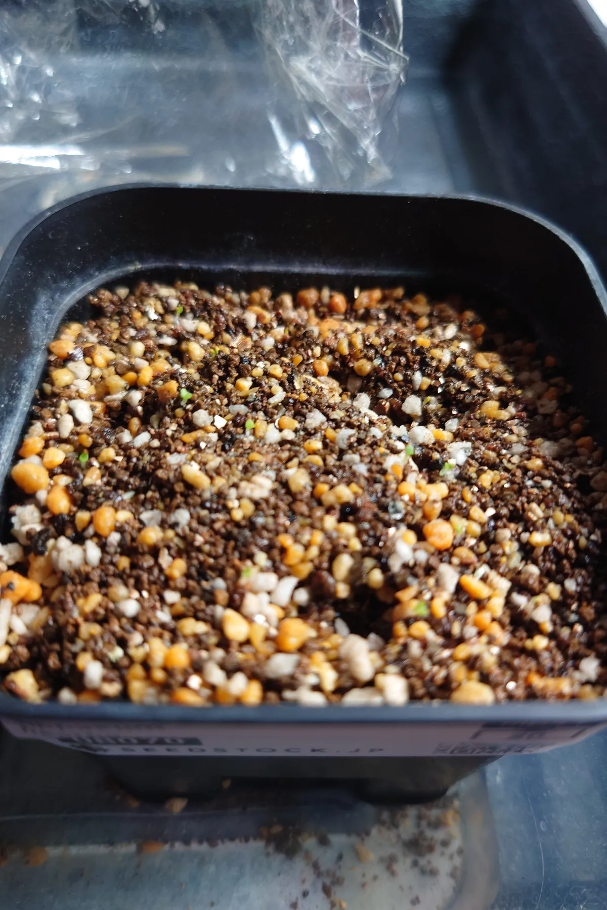 Gibbaeum heathii (ギバエウム 銀光玉)