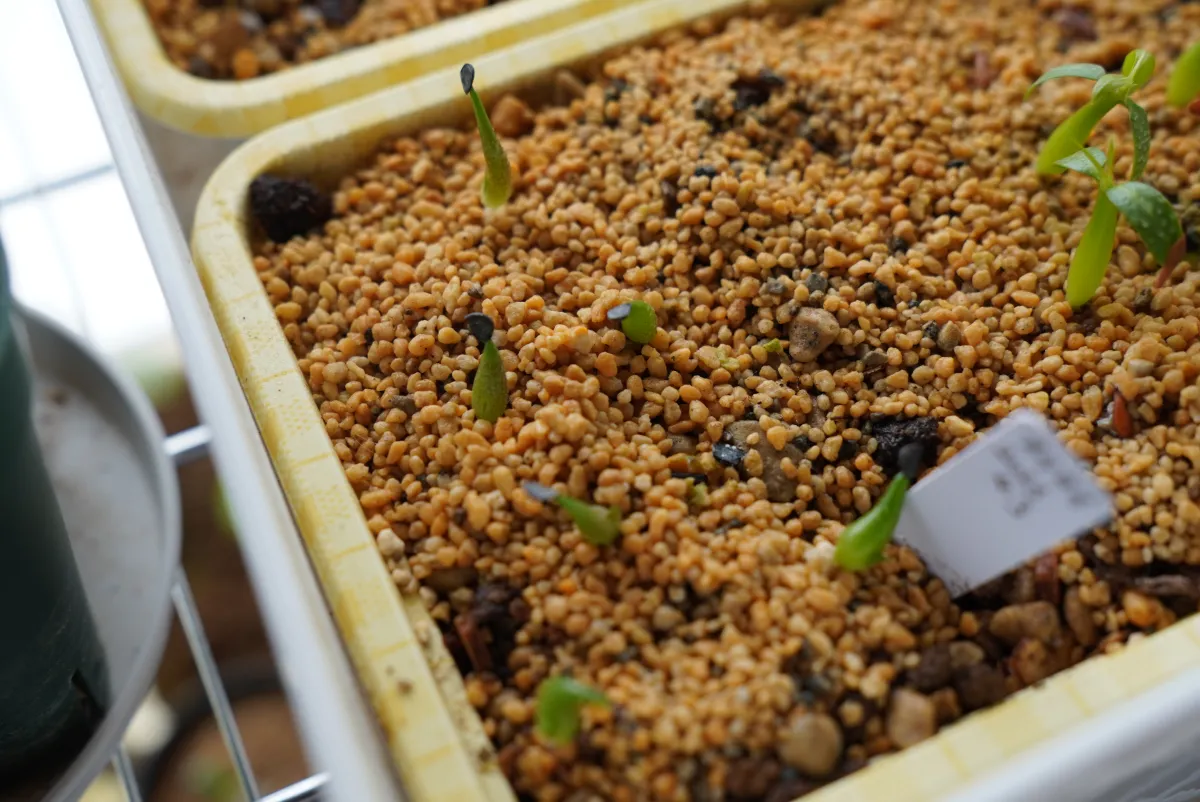 Agave oteroi (アガベ オテロイ)