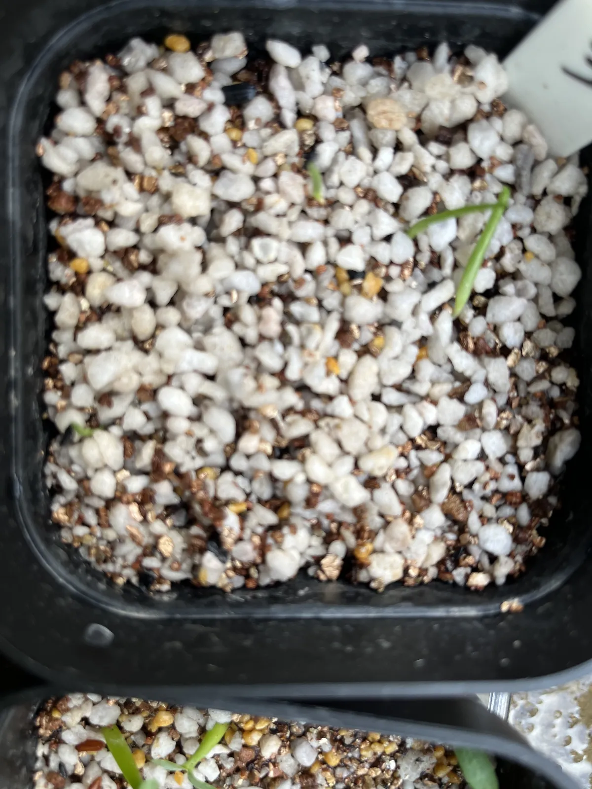 Agave filifera var. compacta (アガベ フィリフェラコンパクタ)