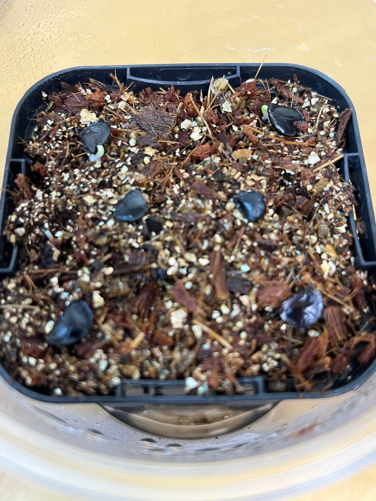 Agave nussaviorum (アガベ ナサビオラム)