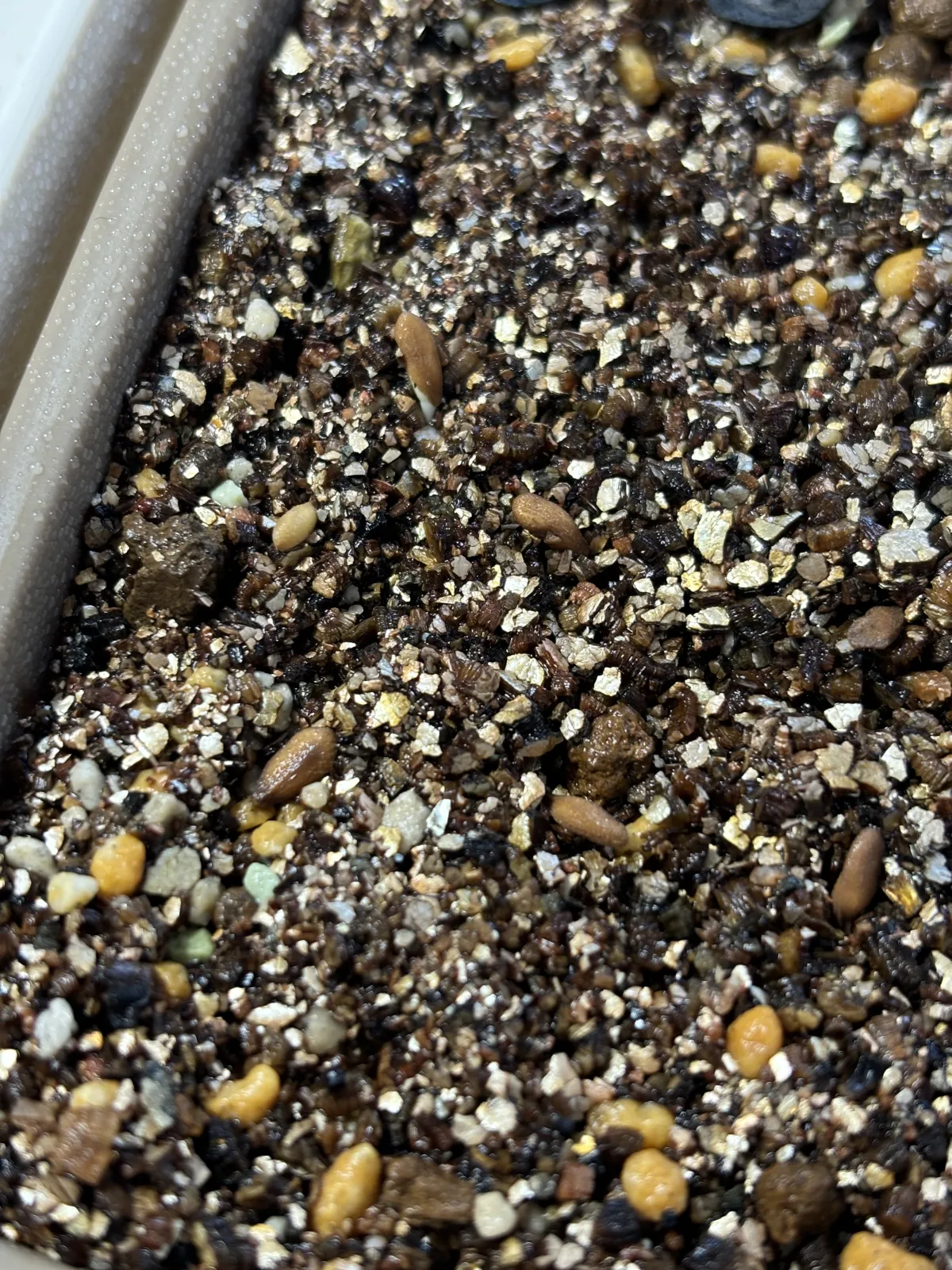 Pachypodium succulentum (パキポディウム サキュレンタム 天馬空)