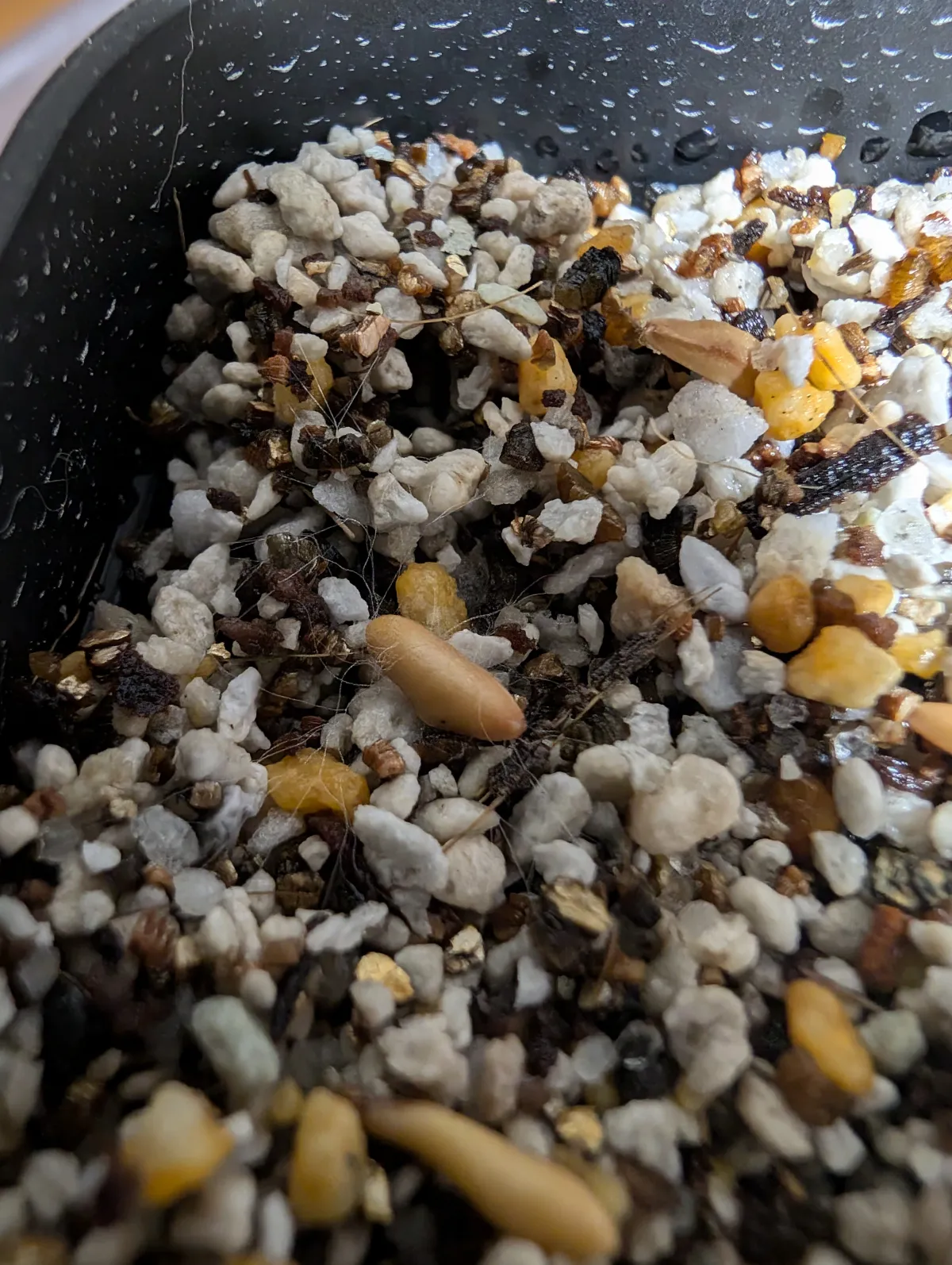 [無料種子] 発芽難 パキポディウム グラキリス　 Pachypodium rosulatum var. gracilius