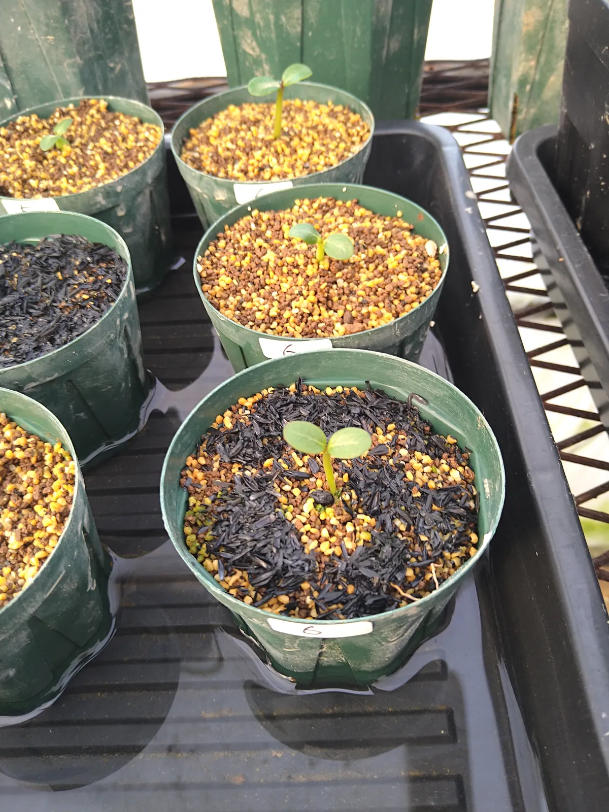 Pachypodium baronii (パキポディウム バロニー)