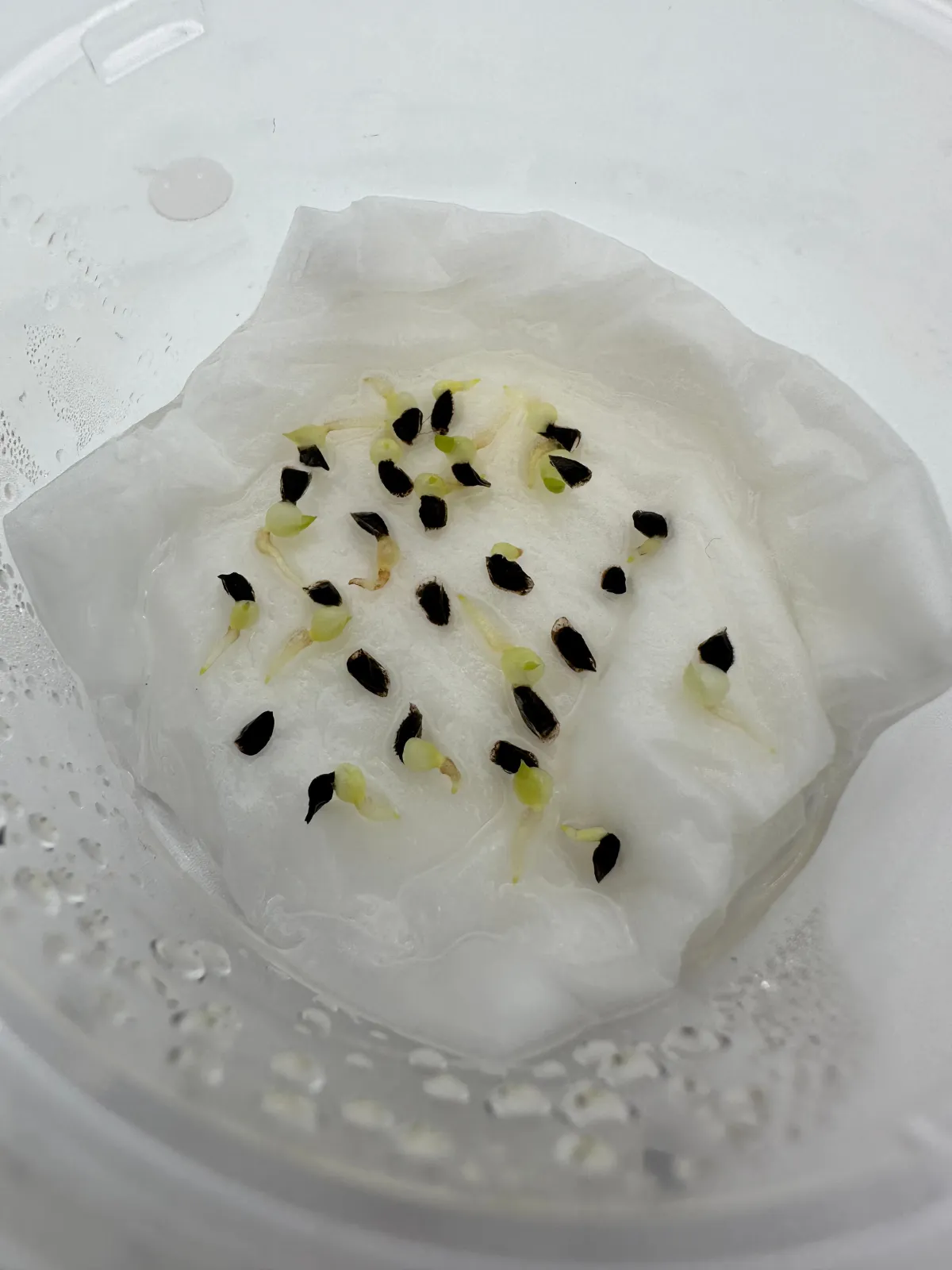 Aloe microstigma subsp. microstigma (アロエ ミクロスティグマ)