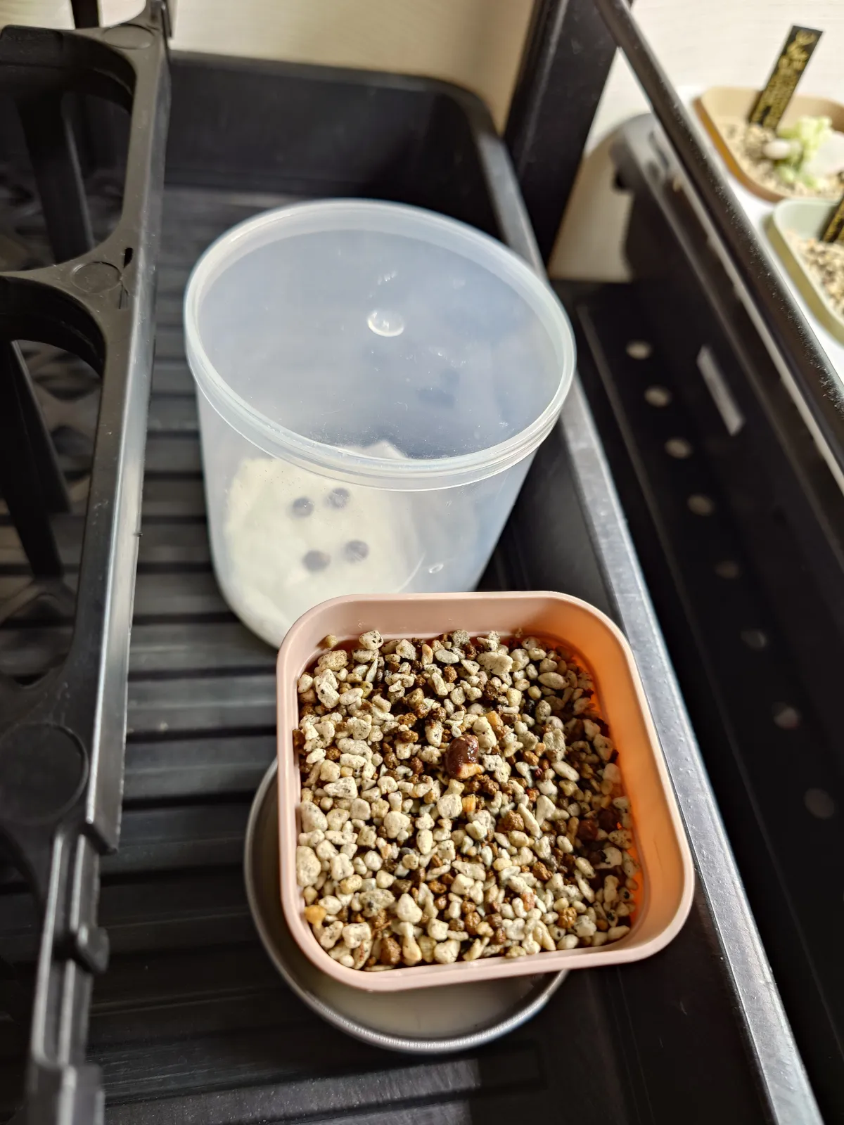 Operculicarya pachypus (オペルクリカリア パキプス2025D)