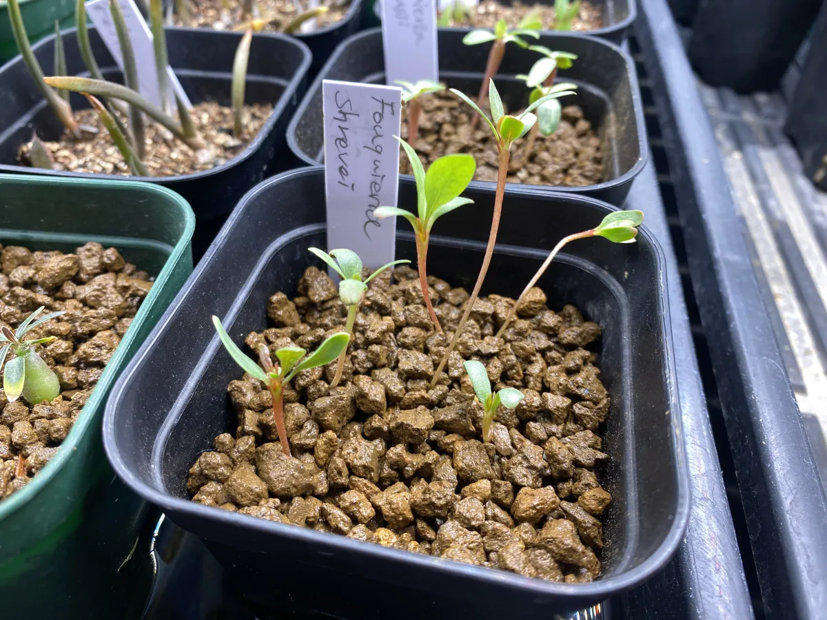 Fouquieria shrevei (フォークイエリア シュリベイ)