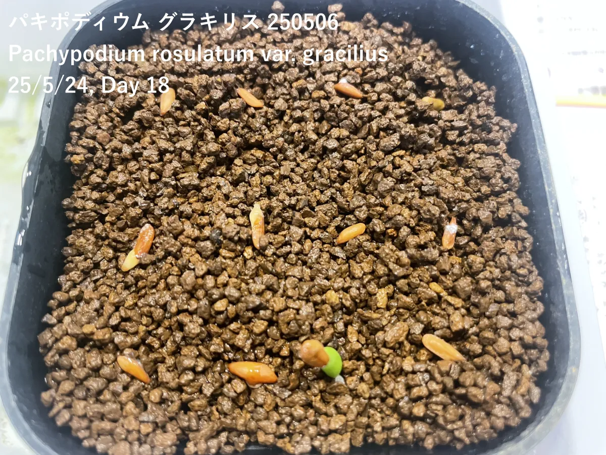 Pachypodium rosulatum var. gracilius (パキポディウム グラキリス)