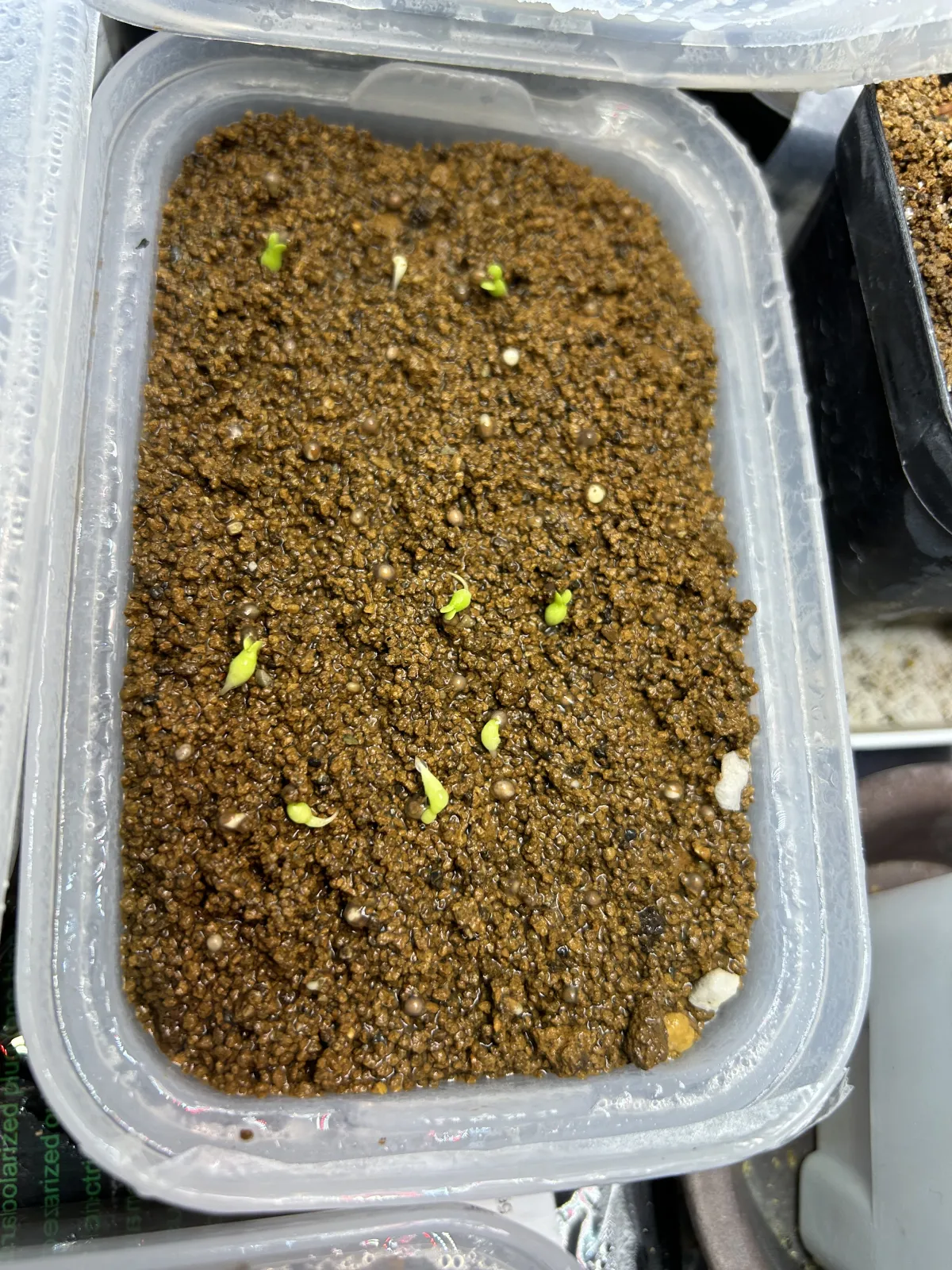 Pachypodium succulentum (パキポディウム サキュレンタム 天馬空)