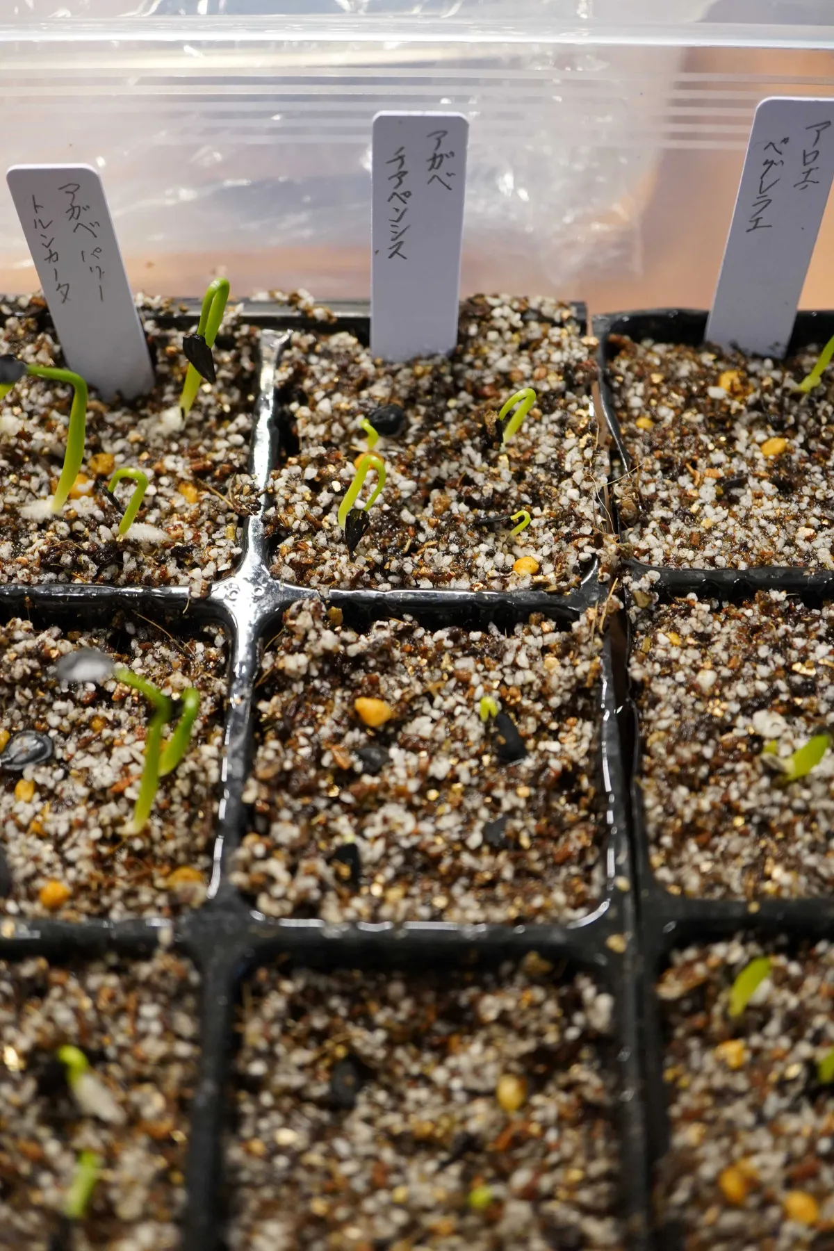 Agave chiapensis (アガベ チアペンシス)