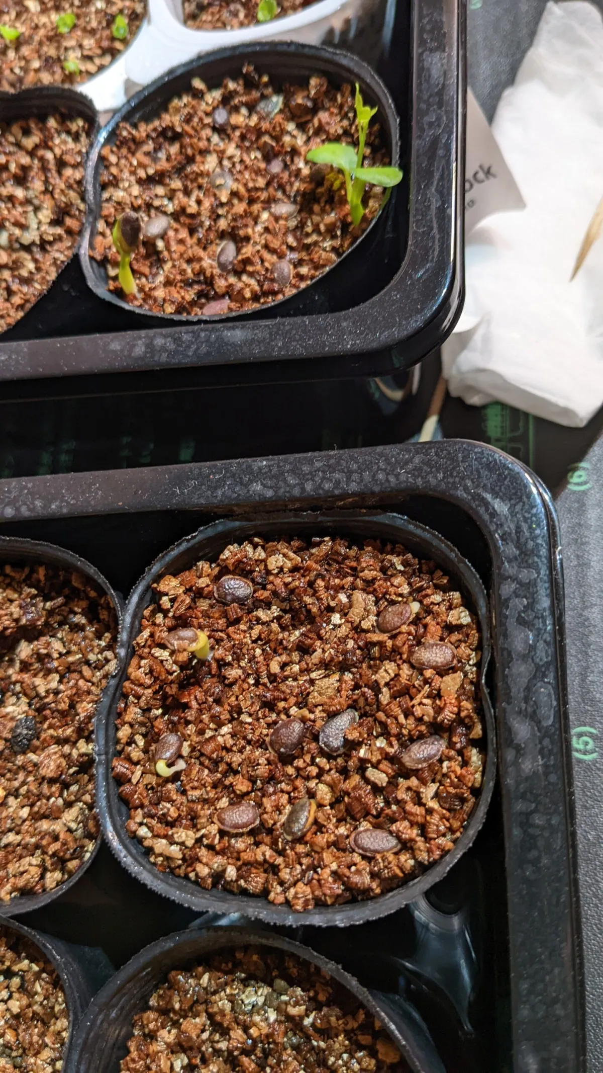 Adenia isaloensis (アデニア イサロエンシス)