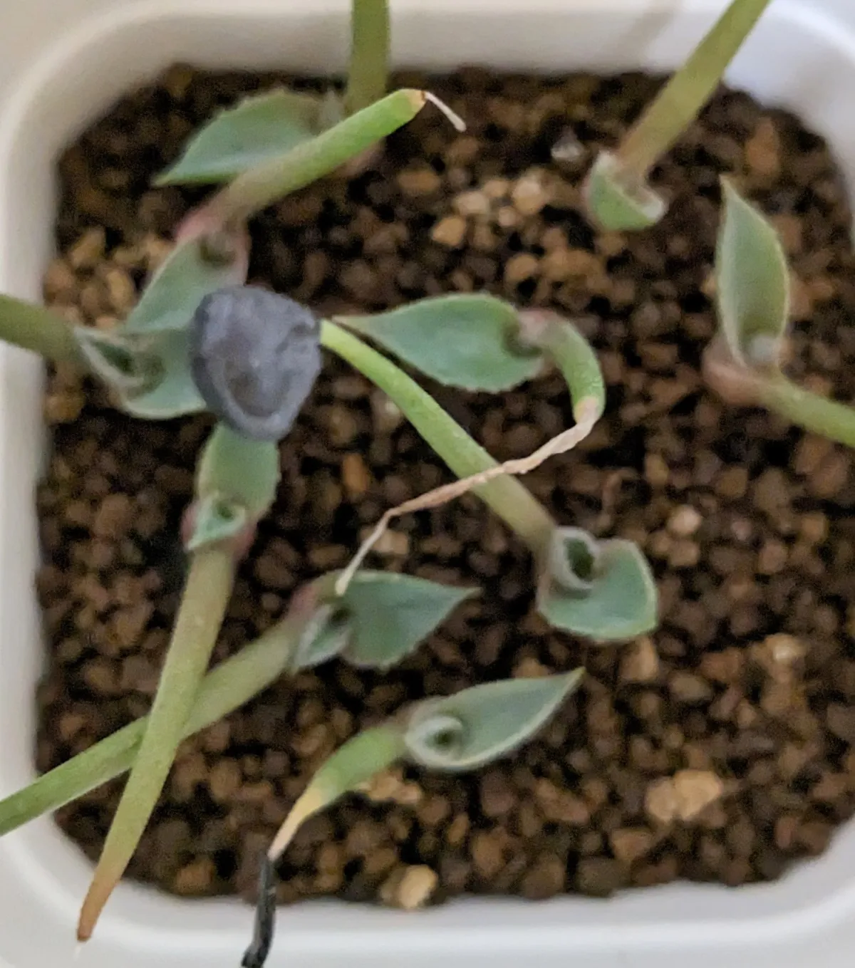 Agave salmiana var. ferox (アガベ フェロックス)