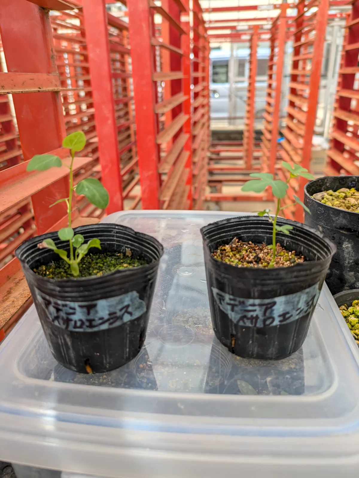 Adenia isaloensis (アデニア イサロエンシス)