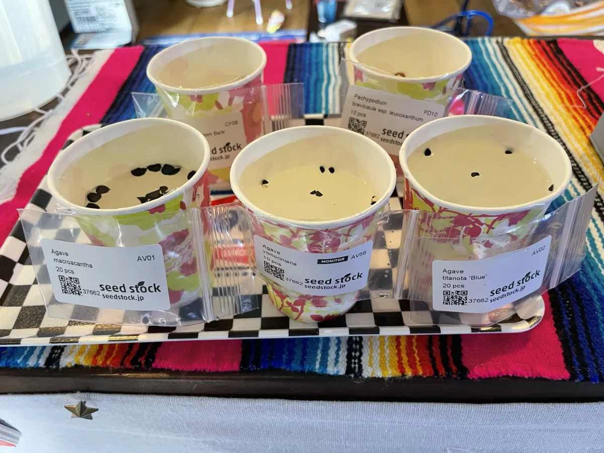 Agave vilmoriniana (アガベ ビルモリニアナ)