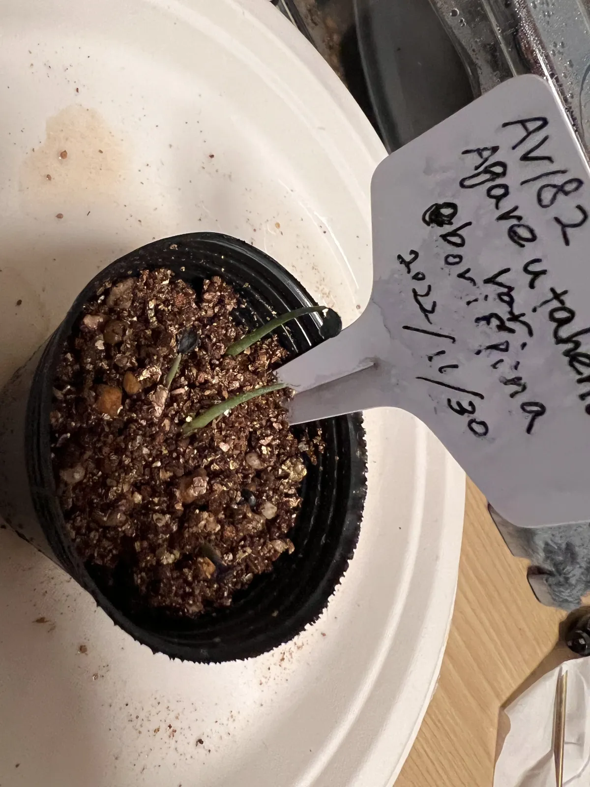 Agave utahensis var. eborispina (アガベ エボリスピナ)