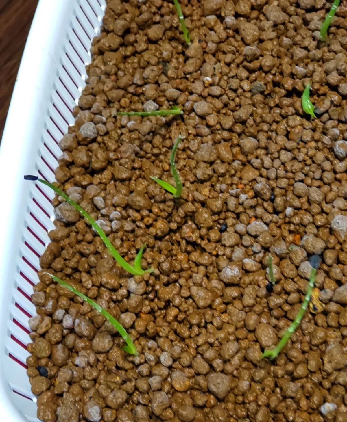 Agave multifilifera (アガベ マルチフィリフェラ)