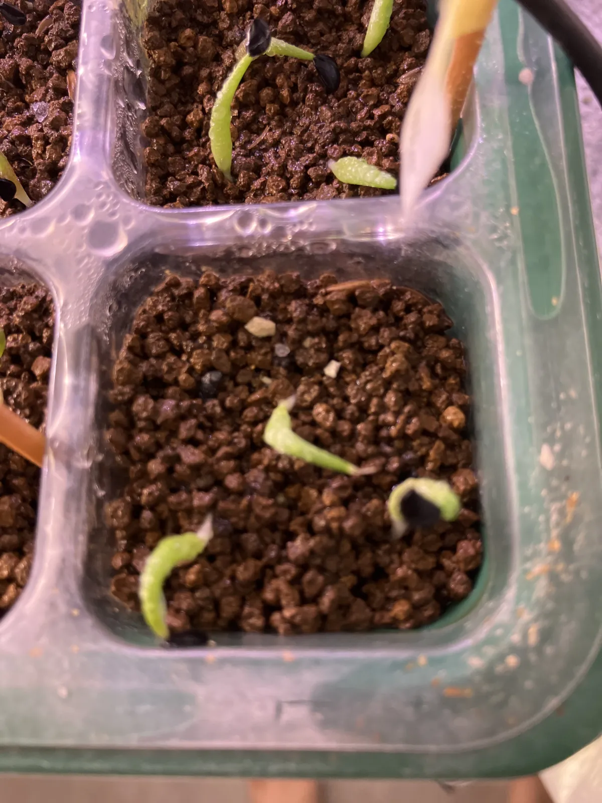 Agave titanota 'Blue' (アガベ チタノタブルー)