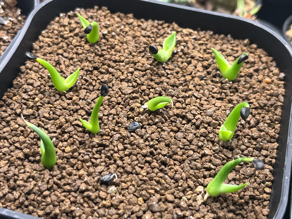 Agave utahensis var. eborispina 'Corkscrew' (アガベ ユタエンシスコークスクリュー)