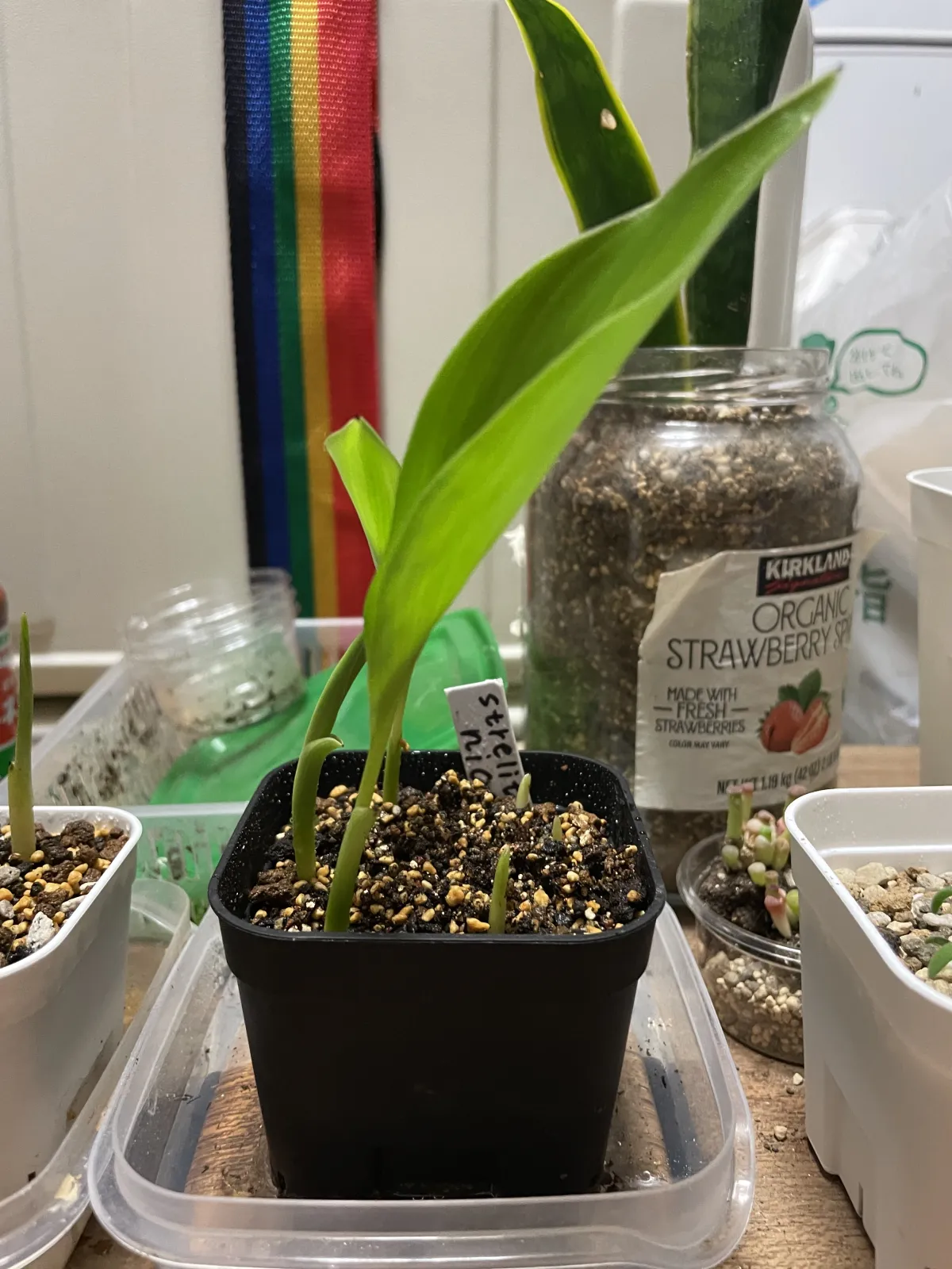 Strelitzia nicolai (ストレリチア ニコライ)