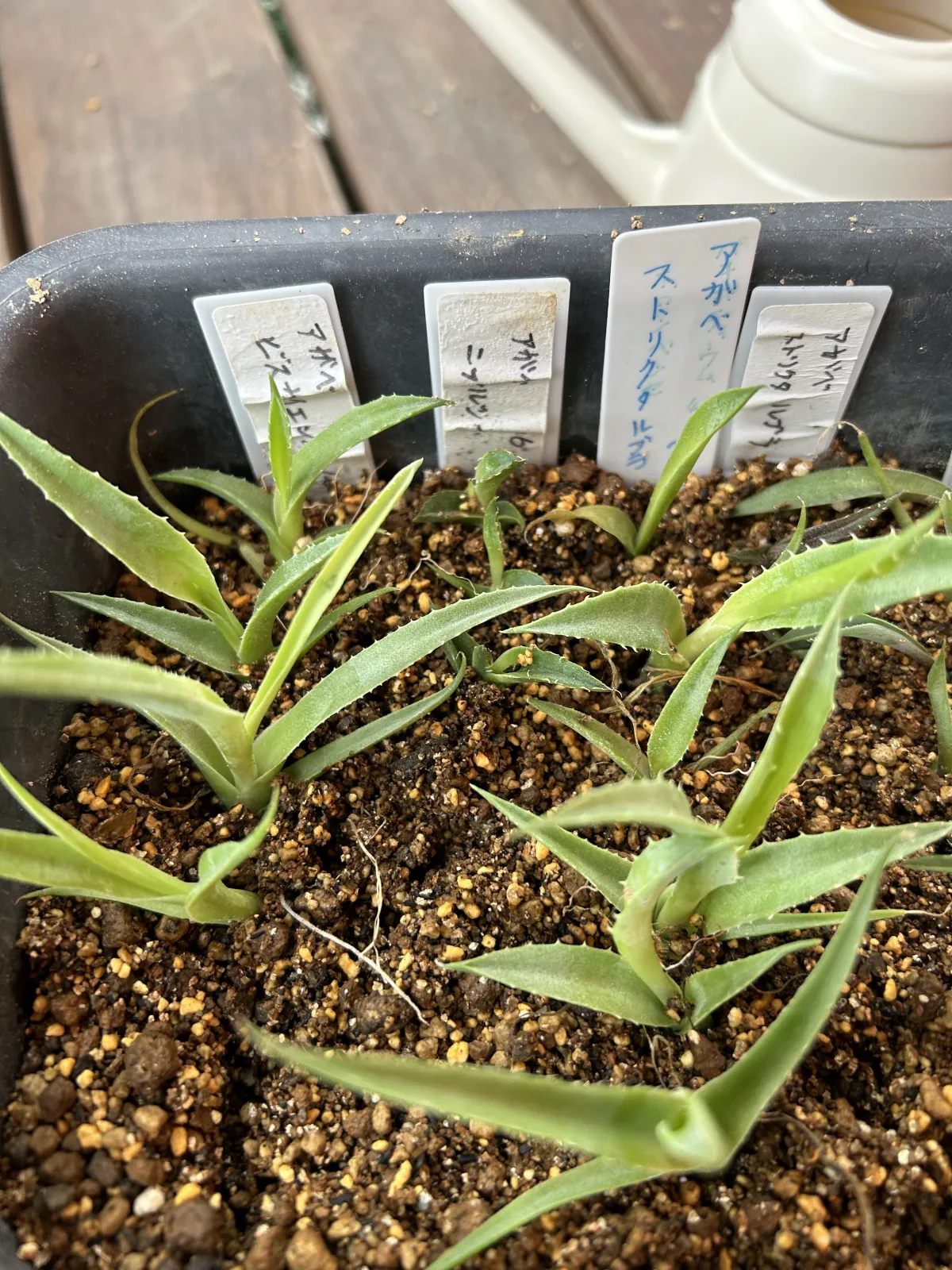 Agave nickelsiae (アガベ ニッケルシー)