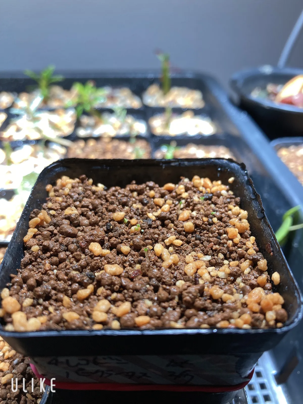 Tylecodon paniculatus (ティレコドン パニクラタス)