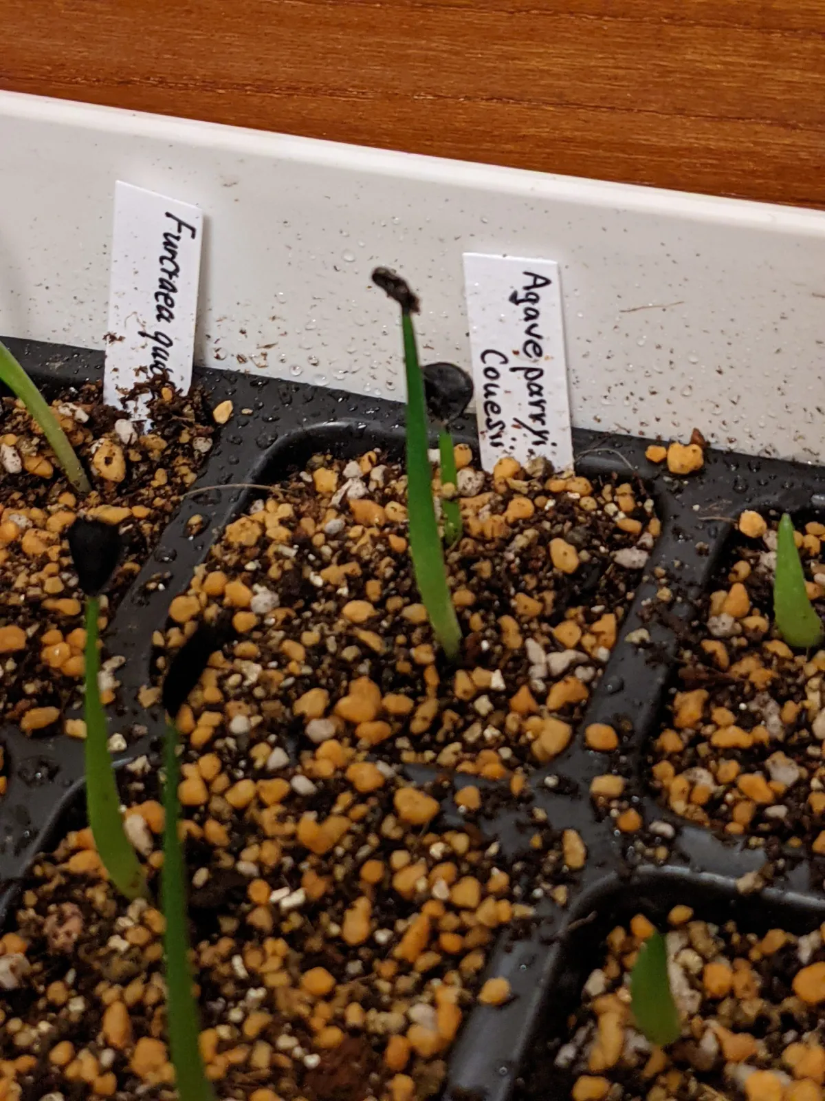 Agave parryi var. couesii (アガベ コウエシー)