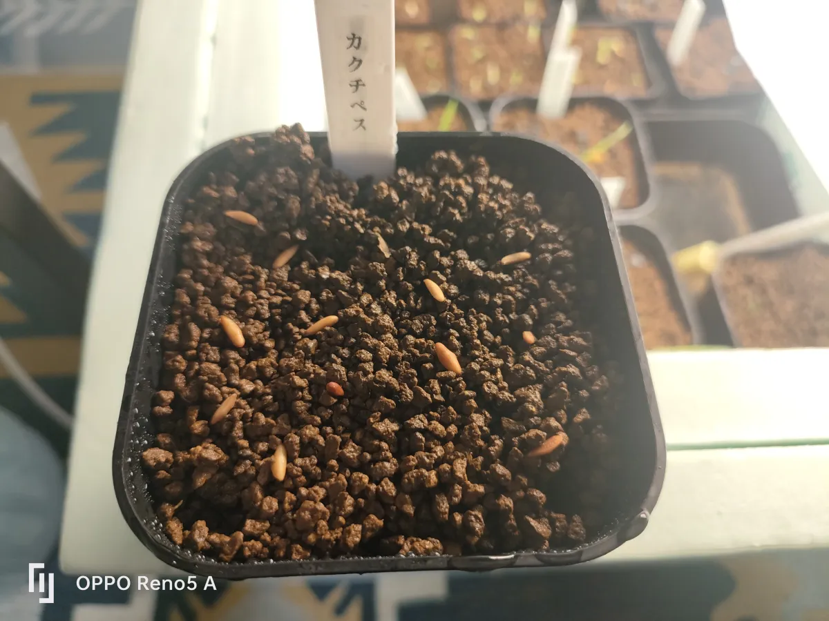 Pachypodium rosulatum ssp. cactipes (パキポディウム カクチペス)