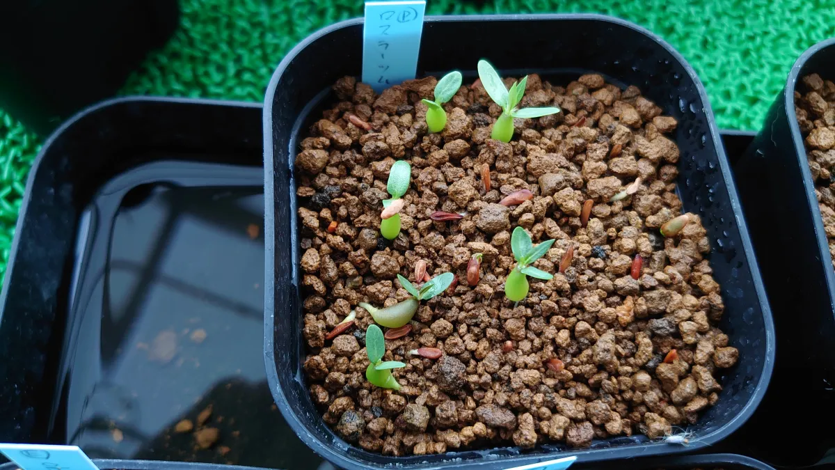 Pachypodium rosulatum (パキポディウム ロスラーツム)